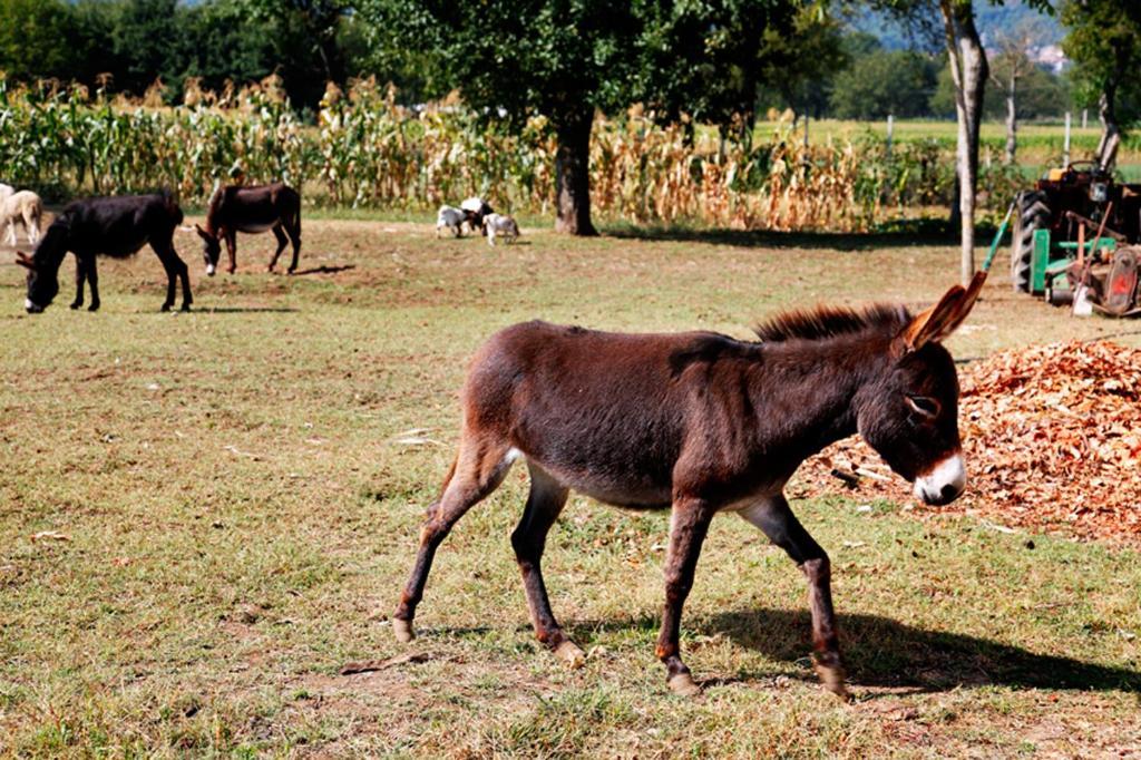 Azienda Agrituristica Pericle Монтелла Екстер'єр фото