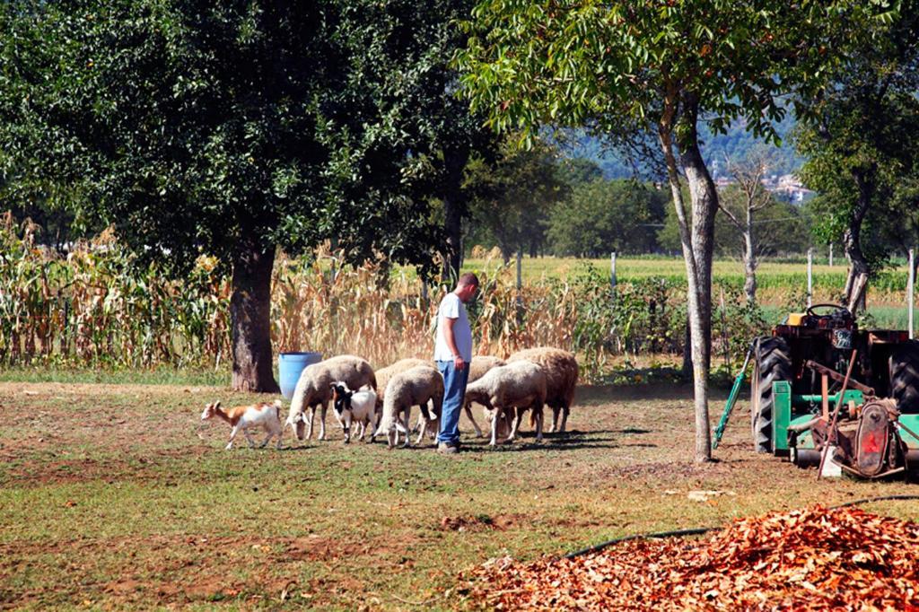 Azienda Agrituristica Pericle Монтелла Екстер'єр фото